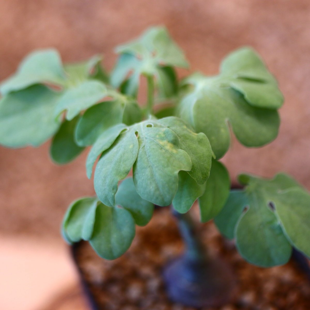アデニア グラウカ / Adenia glauca no.62525 | 芽の巣山