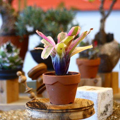 Neoregelia carolinae × YAMABACHI     no.10791