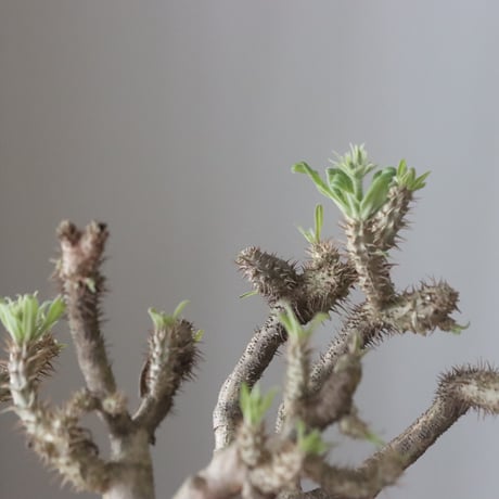 Pachypodium gracilius × Kazuhiro Arima / humanity pot (7.5号鉢)   no.420-46