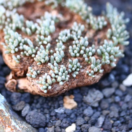 アボニア   クイナリア   アルストニー  赤花／Avonia quinaria ssp. alstonii    no.110702