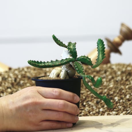ユーフォルビア ステラータ 飛竜 / Euphorbia stellata   no.42320