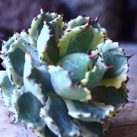 アガベ  兜蟹錦   抜苗 ④  Agave isthmensis Kabutogani variegated   no.42670 -4