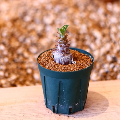パキポディウム ウィンゾリー / Pachypodium baronii var. windsorii    no.50728