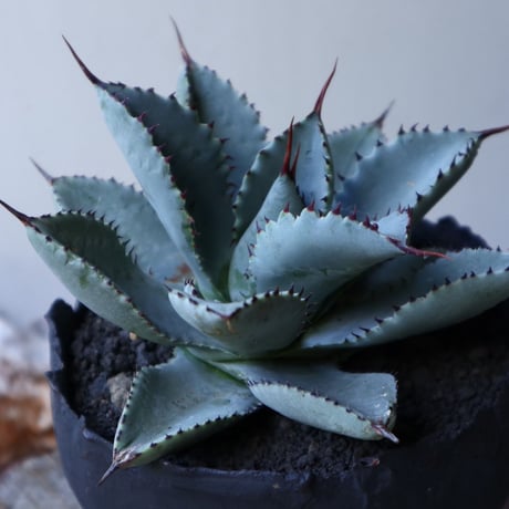 アガベ  ドラゴントゥース   Agave Dragon Toes   no.51917