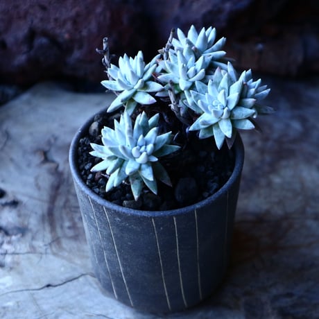 ダドレア グリーニー Dudleya greenei  no.30106
