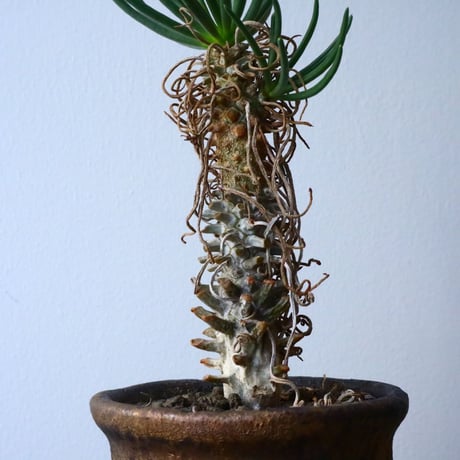 チレコドン   ワリチー     Tylecodon wallichii No.013