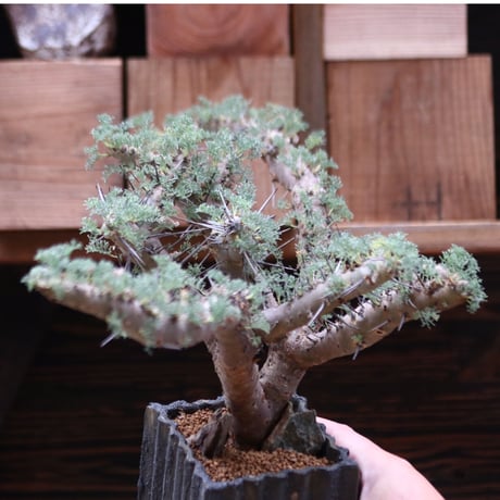 サルコカウロン ヘレー／Sarcocaulon herrei    no.20592