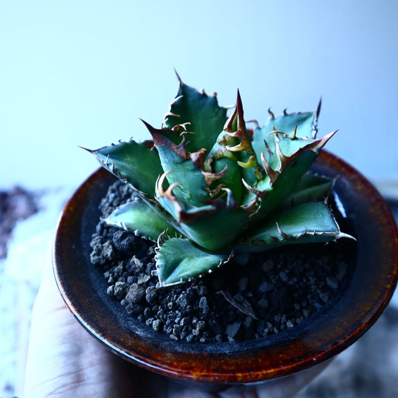アガベ チタノタ レッドキャットウィールズ Agave titanota
