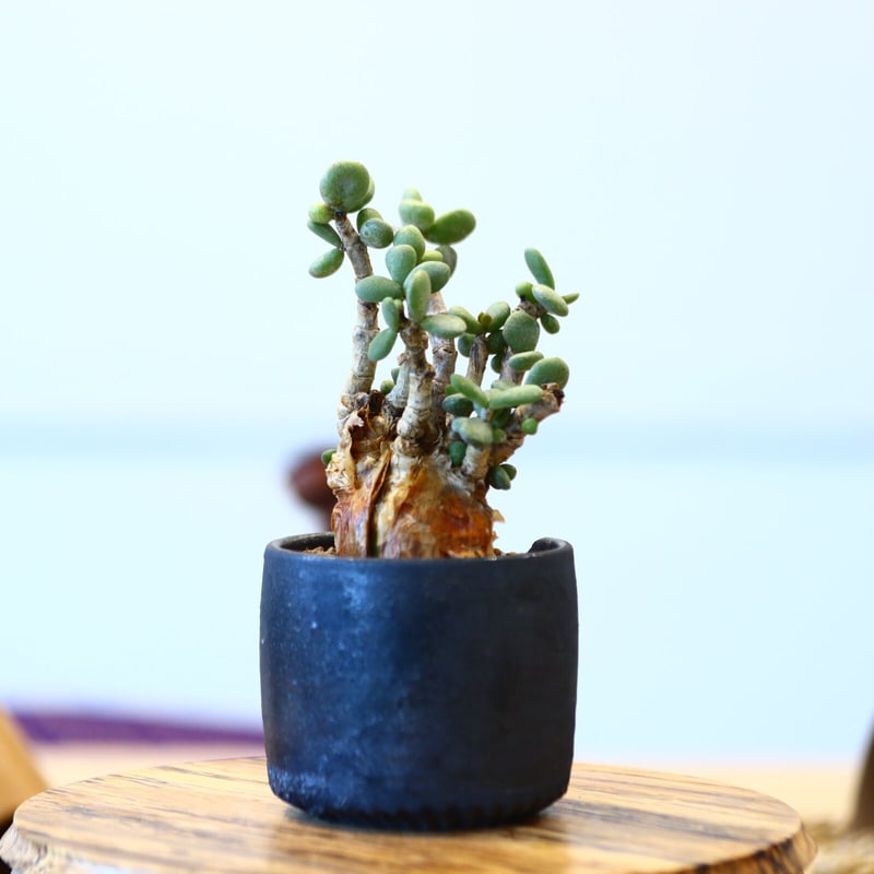 N/OH × Ceraria pygmaea no.61824 | 芽の巣山