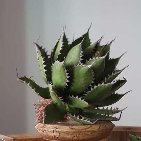 U.S. horrida (Agave horrida) / Style of Chika　no.1130-9