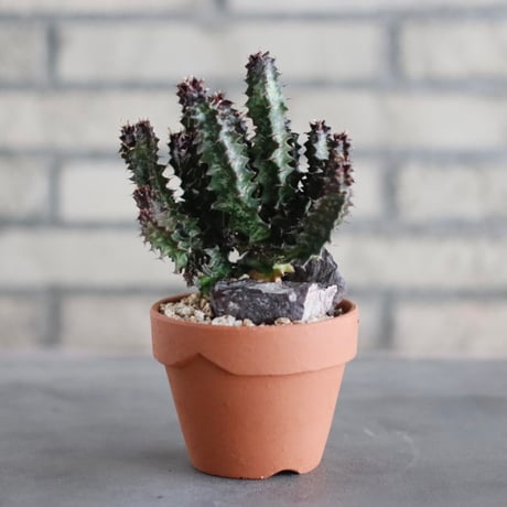 Euphorbia  candelabrum (カンデルベルム) / T.W. × YAMABACHI (3号) no.329/16