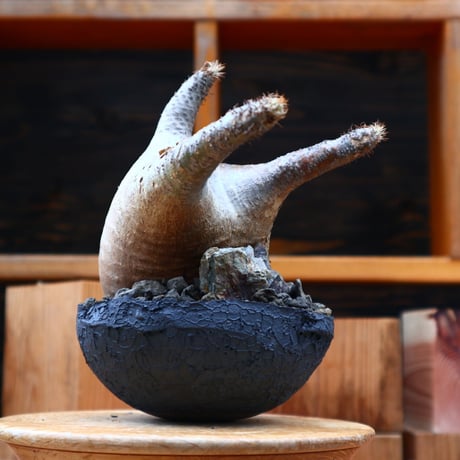 パキポディウム  グラキリス／Pachypodium  gracilius   no.50158