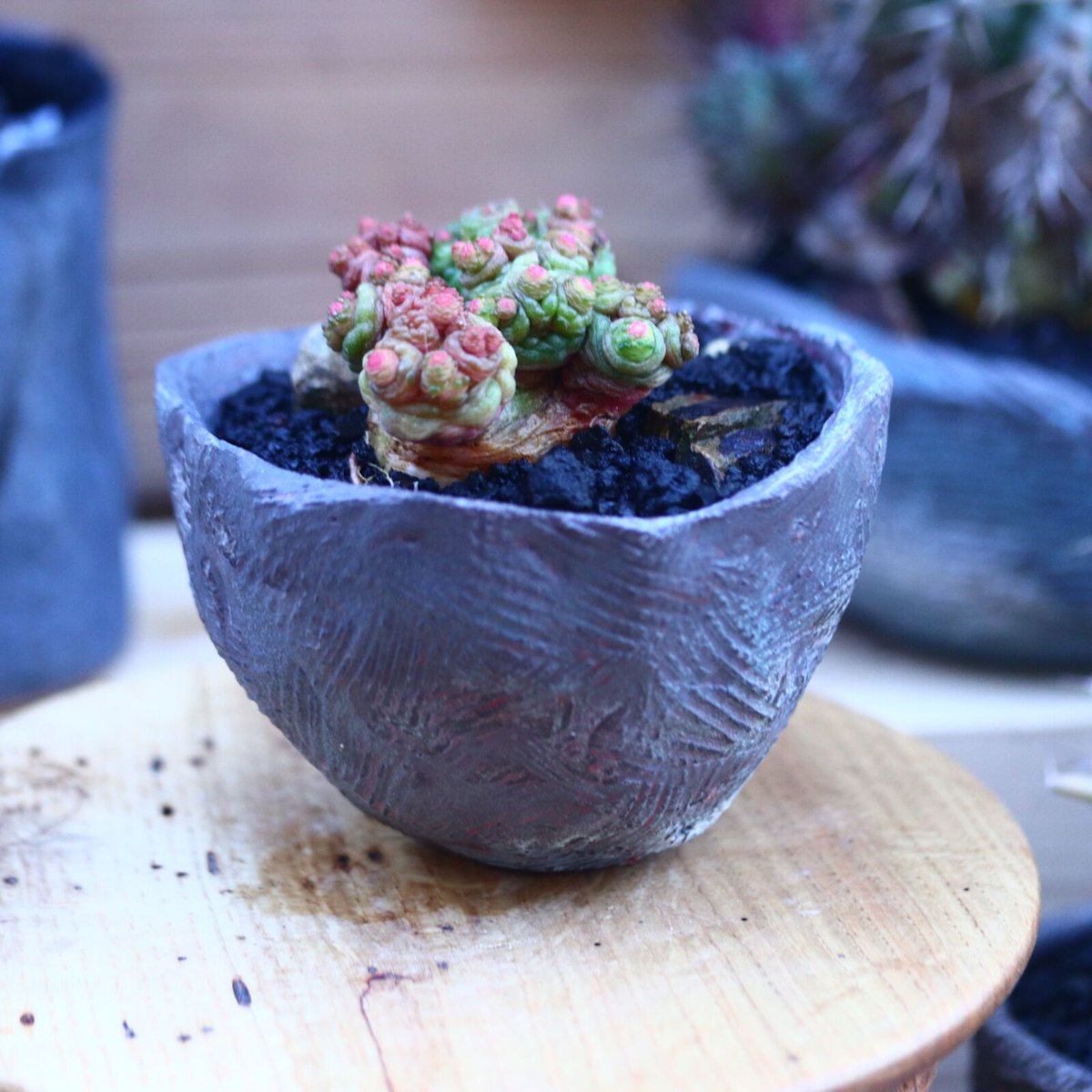 マミラリア ボカサナフレッド Mammillaria bocasana cv. Fred