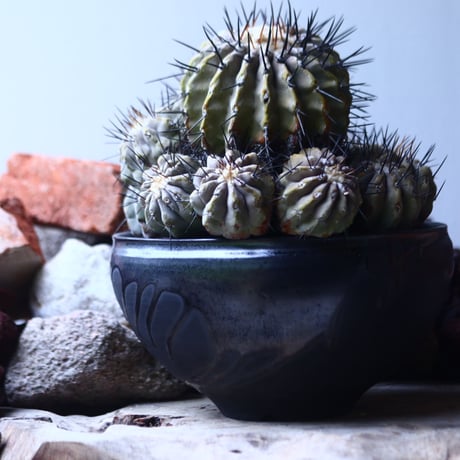 コピアポア 黒王丸 　Copiapoa cinerea　    no.42695
