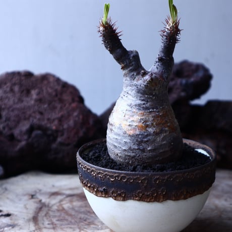 パキポディウム グラキリス   Pachypodium rosulatum var. gracilius no.22305