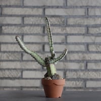 Euphorbia quadrangularis × YAMABACHI (3号)  no.607/41