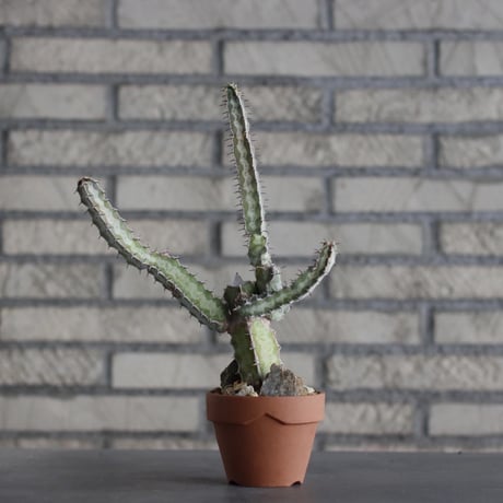 Euphorbia quadrangularis × YAMABACHI (3号)  no.607/41