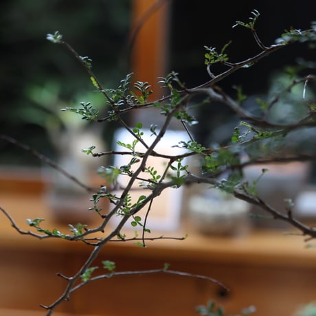 Pachypodium Succulentum  no.920-39