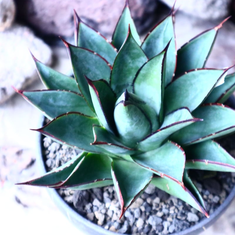 アガベ ブルーグロー Agave 'Blue Glow' no.32901 | 芽の巣山 アガベ ブルーグロー Agave 'Blue Glow' no.32901 | 芽の巣山