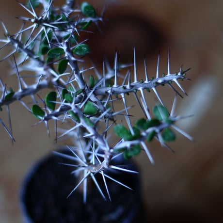 アローディア コモサ　Alluaudia comosa　no.70507