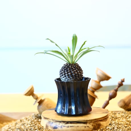 ユーフォルビア  鉄甲丸 実生 / Euphorbia bupleurifolia   no.82024