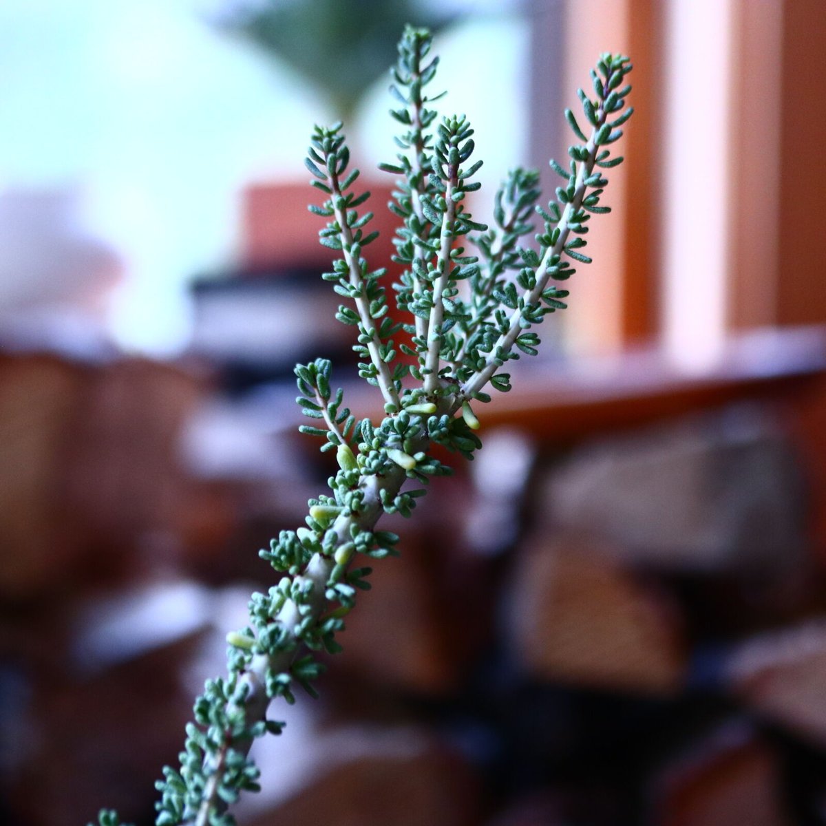 ケラリア ナマクエンシス Ceraria namaquensis no.111586③