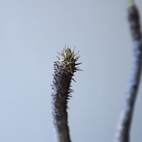 パキポディウム グラキリス Pachypodium rosulatum var. gracilius no.51936