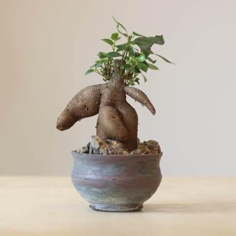 Ficus microcarpa × 安西桂   no.309-15