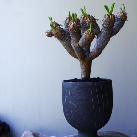 ユーフォルビア   ギラウミニアナ  Euphorbia guillauminiana  no.60220