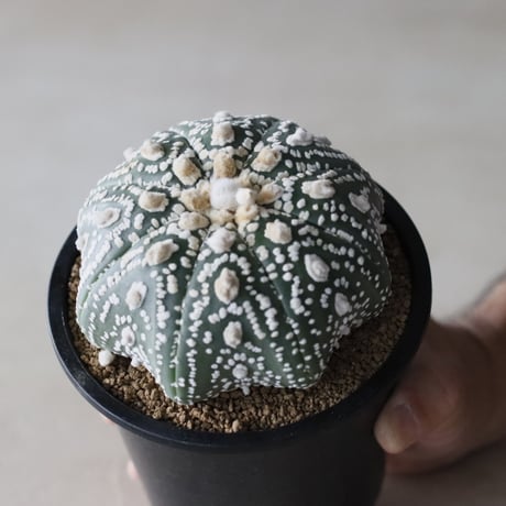 CATEGORY TAKATAKA | 芽の巣山