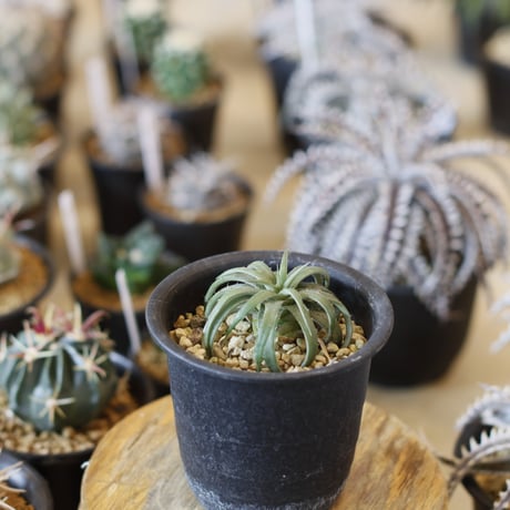 CATEGORY Yocto Plants | 芽の巣山