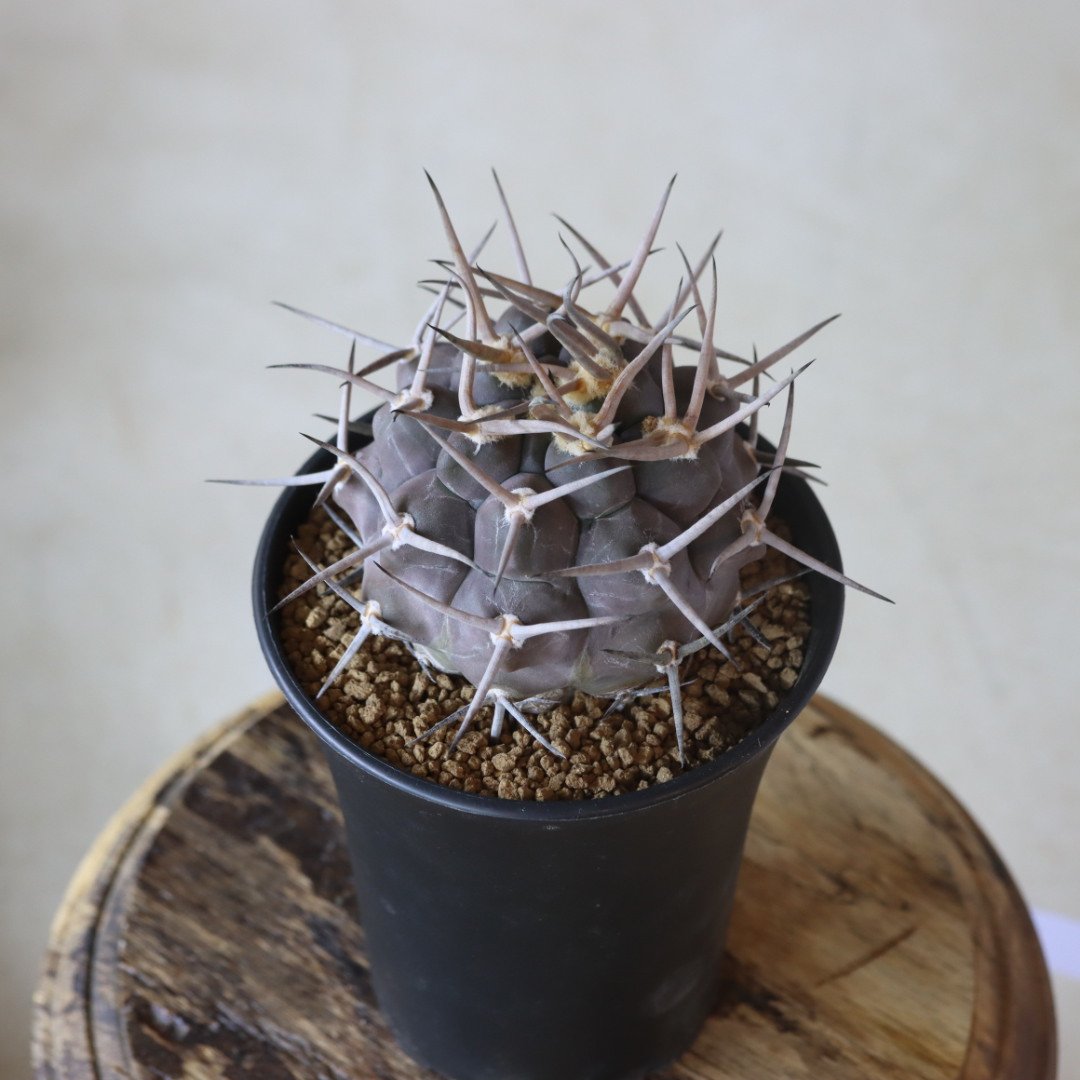 Gymnocalycium mazanense【ギムノカリキウム・守金魔天竜