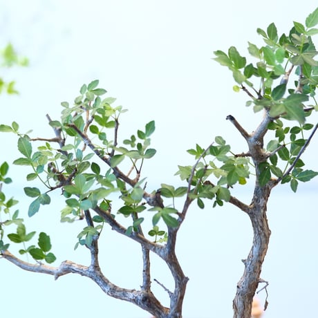 ブルセラ ファガロイデス / Bursera fagaroides   no.62517