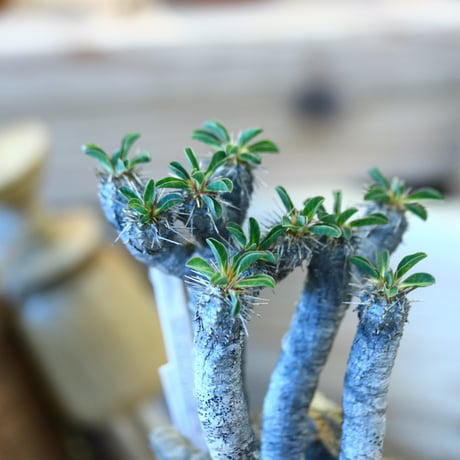 YAMABACHI × Euphorbia guillauminiana   no.1119-14