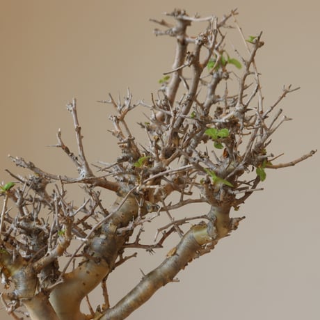 Commiphora wightii × takero pot (3号鉢)  no.412-2