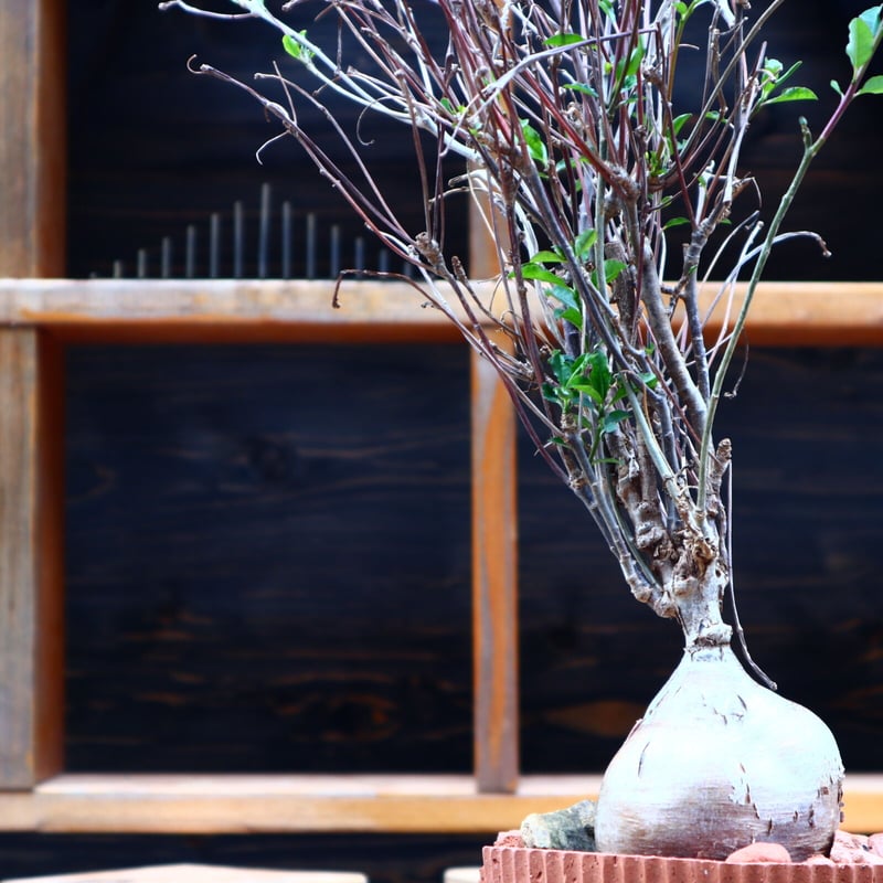 ユーフォルビア マハボボケンシス Euphorbia mahabobokenis isla del pescado - Euphorbia mahabobokensis-ユーフォルビア