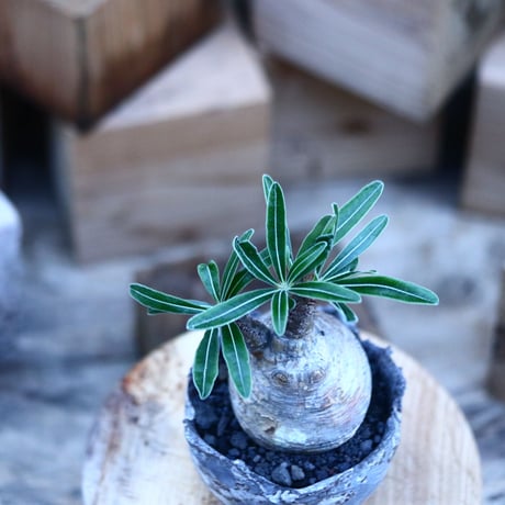 パキポディウム  グラキリス ／Pachypodium  gracilius     no.103161