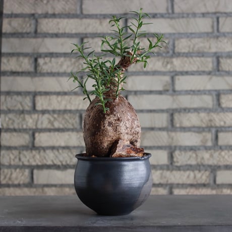 Pachypodium bispinosum × N/OH (4.5号)  no.817-23