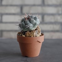 Thelocactus phymatothele (眠獅子) × YAMABACHI (3号)  no.614/6