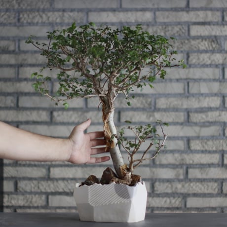 Bursera fagaroides × N/OH (5.5号)  no.713-21