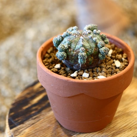 Euphorbia obesa × YAMABACHI    no.20413