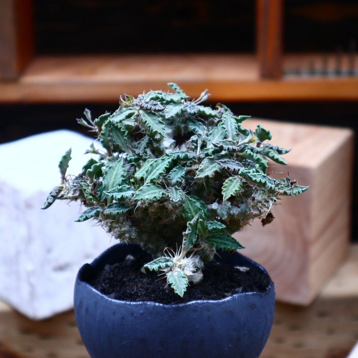 u*e様 ユーフォルビア　トゥレアレンシス ユーフォルビア・トゥレアレンシスの育て方 | 植物図鑑 | PUKURI