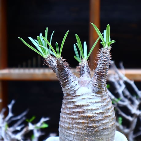 パキポディウム  グラキリス／Pachypodium  gracilius       no.51609