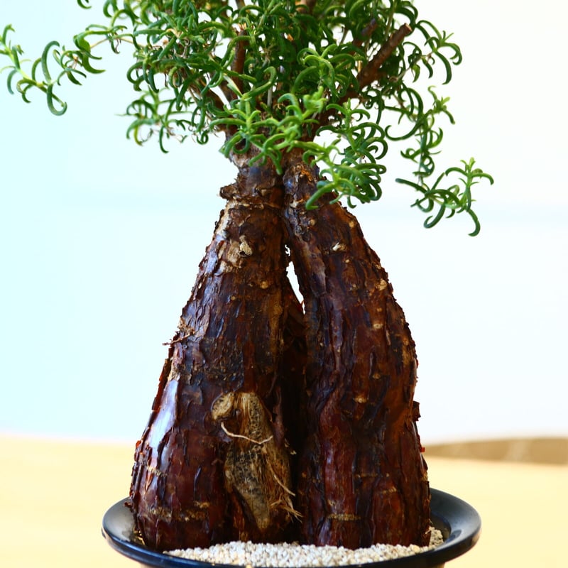 メストクレマ アルボリフォルメ / Mestoklema arboriforme no.51