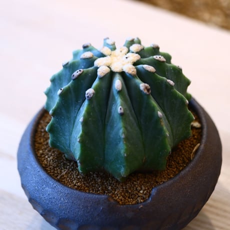 N/OH × Ferocactus glaucescens f. nuda  no.61829