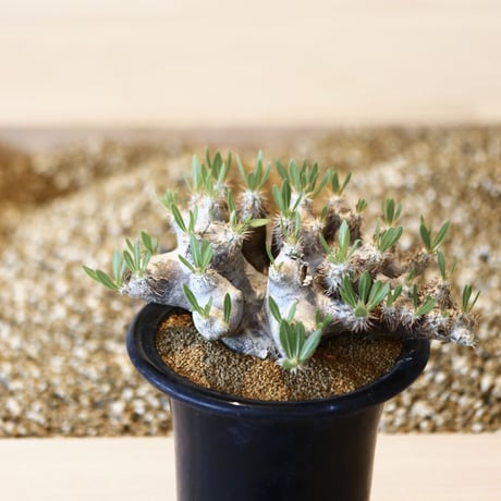 パキポディウム ブレビカリックス / Pachypodium densiflorum var. brevicalyx      no.41603