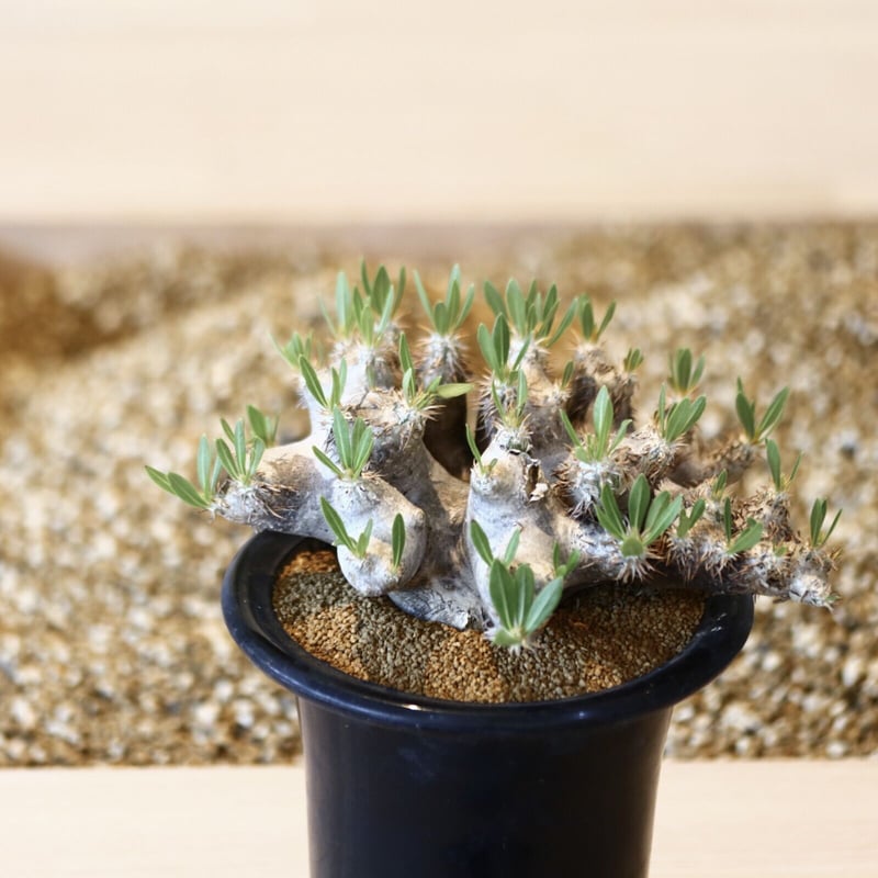 パキポディウム ブレビカリックス / Pachypodium densiflorum var