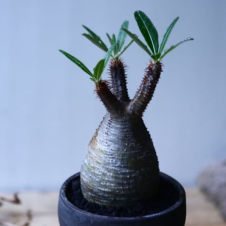 パキポディウム グラキリス   Pachypodium rosulatum var. gracilius no.92742