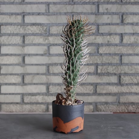 Euphorbia schoenlandii (闘牛角) × N/OH (4号)  no.510/5