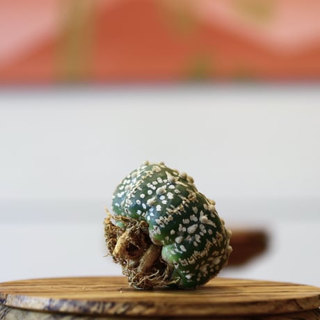 アストロフィツム〝スーパー兜″ アロータイプ / Astrophytum asterias Arrow type 'Super Kabuto'   no.423/2